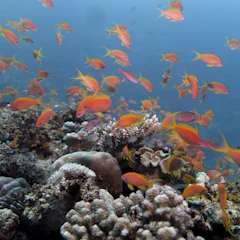 Coral reef with shoals of orange fish