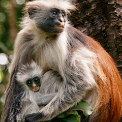 Zanzibar red colobus monkey with her baby