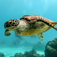 Sea turtle swimming in clear water